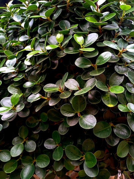 Laisse les arbres de la forêt tropicale fond d'écran de texture