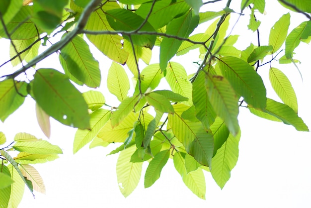 Laissé fond naturel vert.