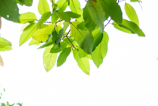 Laissé fond naturel vert.