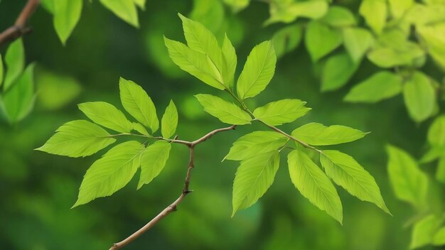 Laisse un fond vert flou