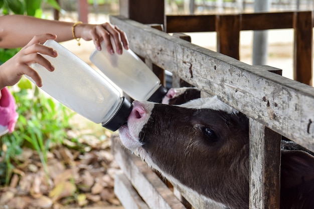 Lait d&#39;alimentation d&#39;un veau.