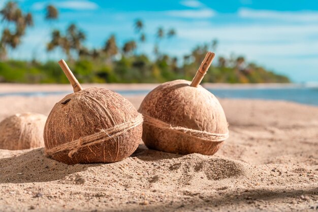 Lait de coco en coque sur une île tropicale