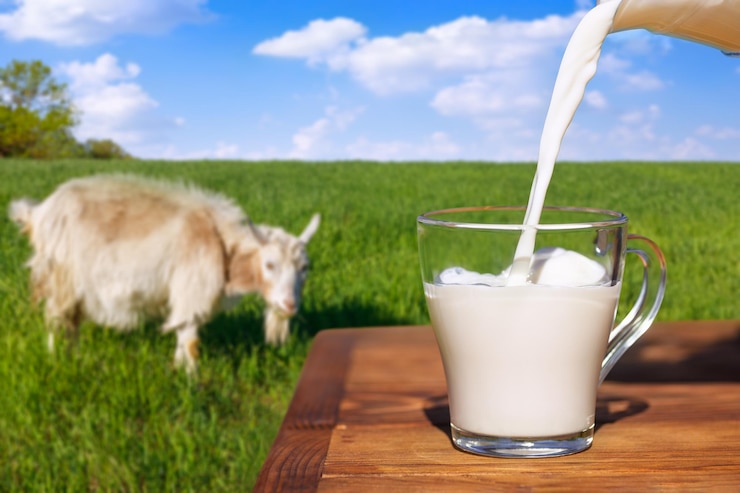 Photo le lait est versé dans une tasse en verre sur la table avec une chèvre qui paît.