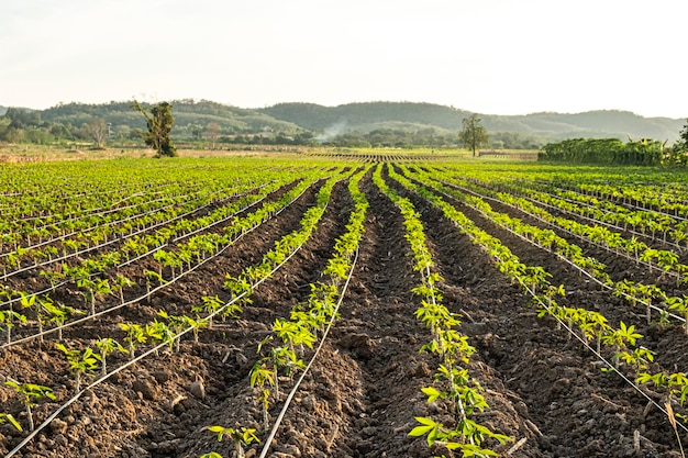 Laitue agriculture ferme nature paysage avec montagne en arrière-plan