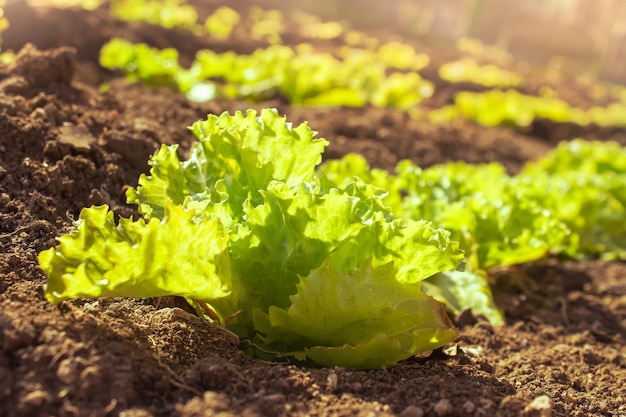 Laitue bio ensoleillée poussant dans le jardin, vue rapprochée de légumes frais