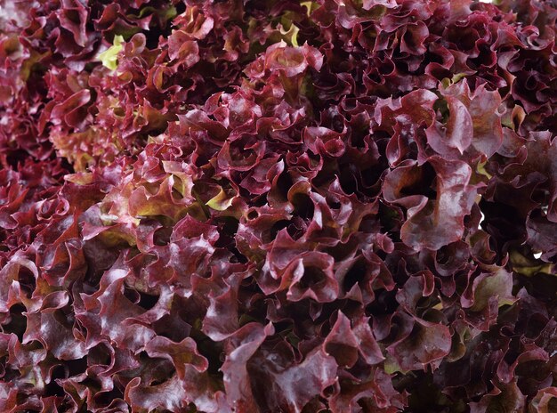 laitue de chêne rouge. légume hydroponique