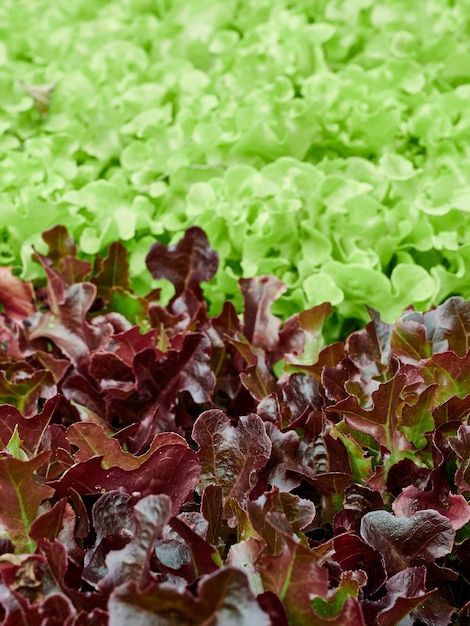 Laitue de chêne rouge et verte bio