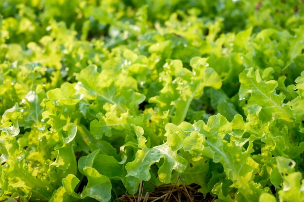 Laitue de chêne vert biologique