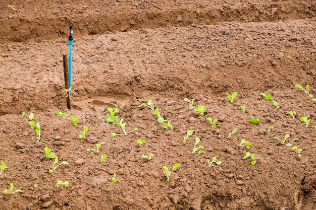 Laitue cultivée de plus en plus