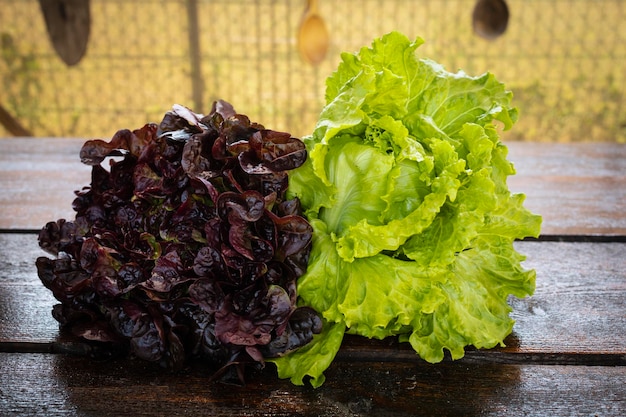 Laitue feuille de chêne fraîche. Laitue fraîche fraîchement cueillie du jardin de la maison.