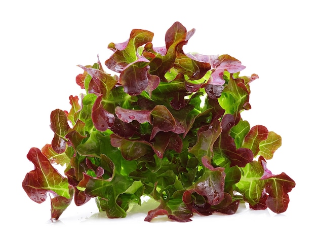 Laitue feuille de chêne rouge avec des gouttes d'eau isolé sur fond blanc.