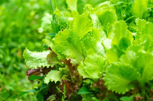 Photo laitue à feuilles vertes sur un lit de jardin dans un champ de légumes arrière-plan de jardinage avec des plantes vertes de laitue texture