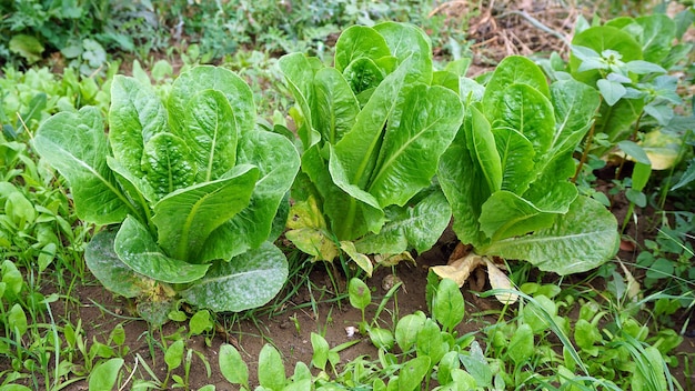 Laitue fraîche dans le jardin Laitue naturelle fraîche plantée dans le jardin