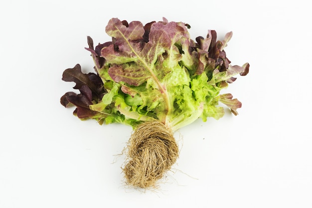 Laitue frisée rouge isolé sur fond blanc