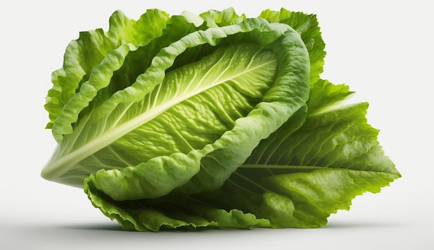 Laitue frisée verte romaine isolée sur fond blanc AI Image générée