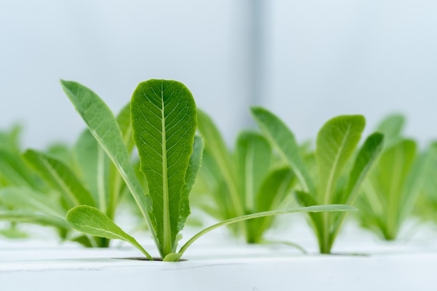 Laitue hydroponique dans les plantes à tuyaux hydroponiques utilisant des solutions nutritives minérales dans de l'eau sans sol