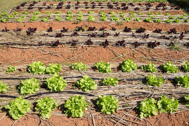 Photo laitue qui pousse dans le jardin en été.