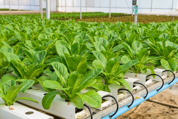 Laitue romaine Plantation de légumes hydroponiques