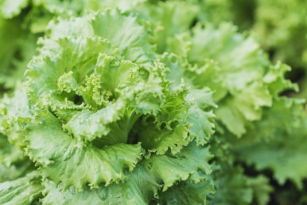 La laitue végétale pousse dans un potager dans un village au soleil