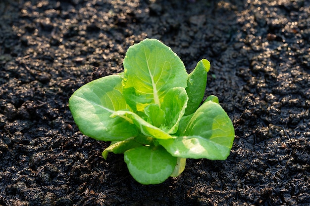 Laitue verte dans le potager