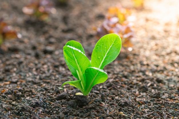 Laitue verte dans le potager