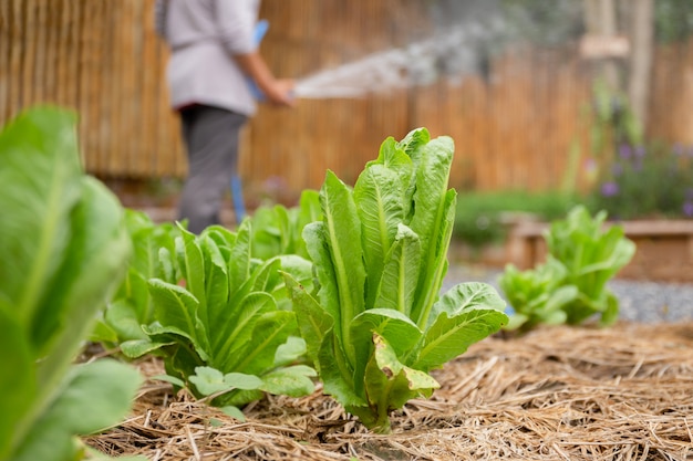 Laitue verte de plus en plus dans une ferme.