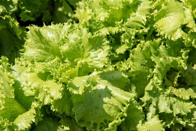 La laitue verte pousse dans le potager en été