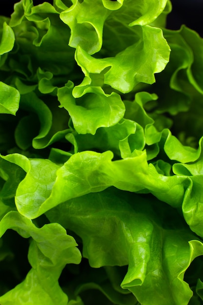 La laitue verte se bouchent. Fond de texture de salade fraîche. La nourriture végétarienne. Produits végétaux et vitaminés. Macrophotographie.