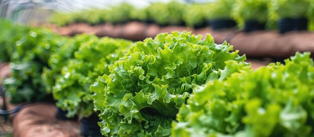 Les laitues cultivées en hydroponie sont idéales pour les régimes végétaliens.