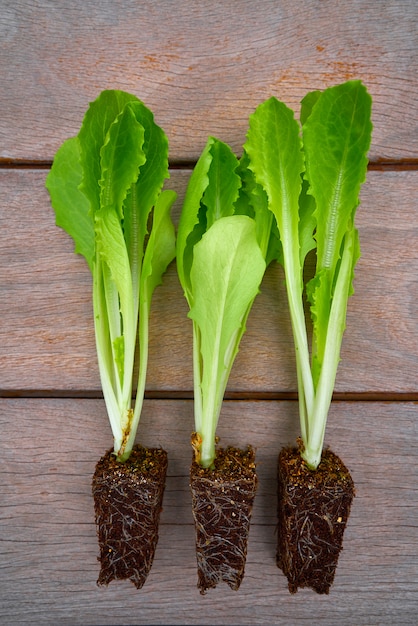 Laitues plantules sporuts prêtes à planter