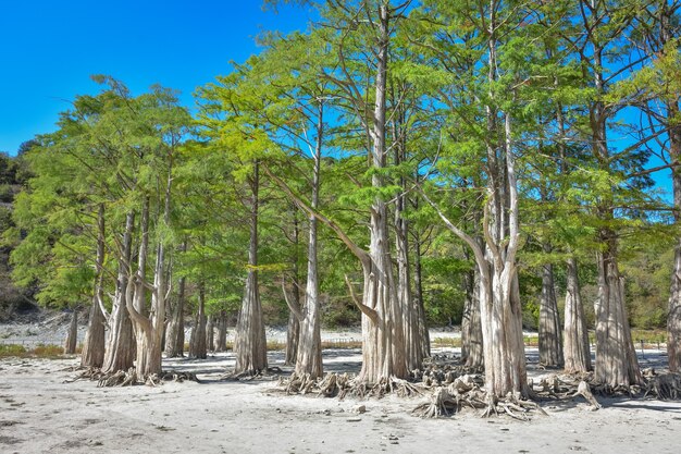 Lake Cypress à Sukko. Attractions d'Anapa. Lac vert. La nature de la Russie. Un lac asséché. cyprès dans un lac asséché. Changement du climat.