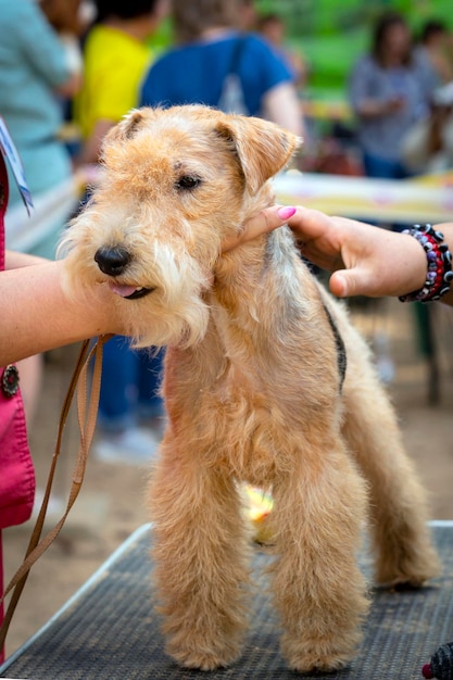 Le Lakeland Terrier à l'exposition canine. Posant devant le jury.