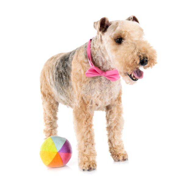 lakeland terrier en studio