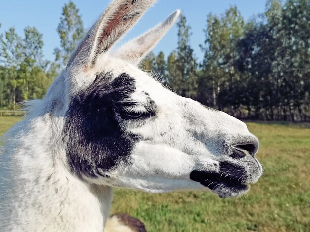 Lama blanc sur champ vert