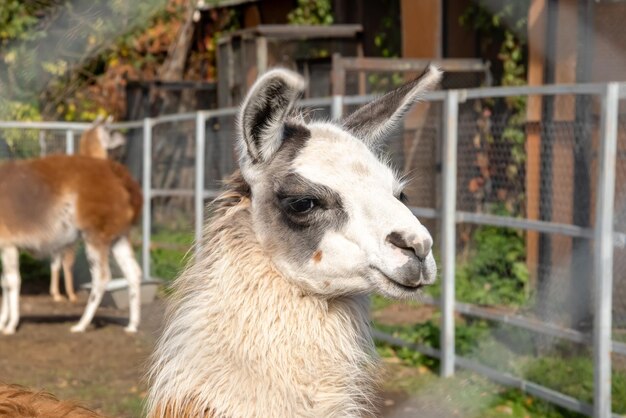 Lama blanc drôle mignon bouchent portrait