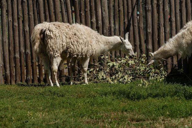 Le lama blanc mange