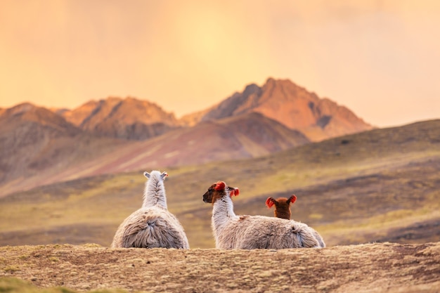 Photo lama dans une région reculée de l'argentine