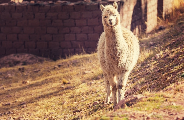 Lama dans une région reculée de l'Argentine