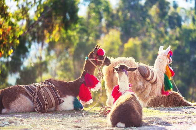 Lama dans une région reculée de l'Argentine