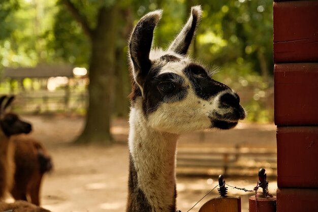 Le lama dans le zoo L'alpaca dans le zoo