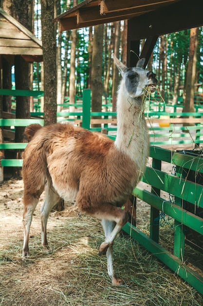 Lama mangeant de l'herbe sèche dans la ferme