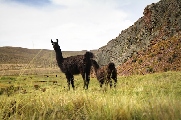 Photo un lama noir et un lama sont debout dans un champ