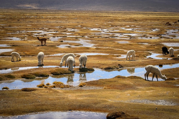 Lamas arrosant sur un fond de plateau péruvien