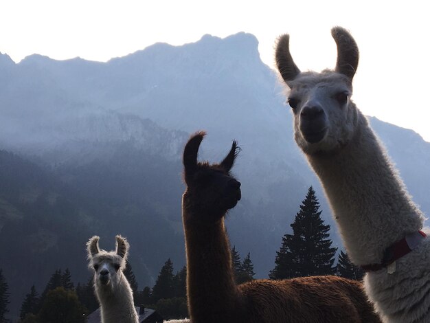 Photo les lamas contre les montagnes