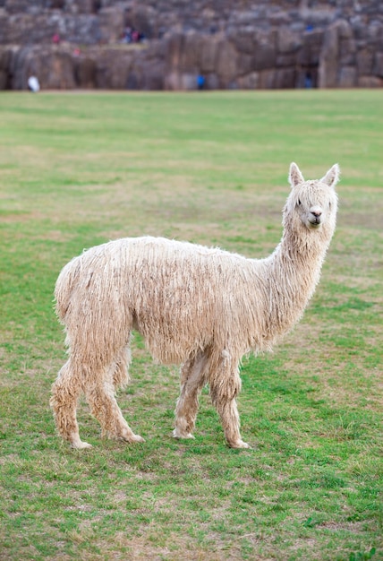 Lamas dans les Andes au Pérou