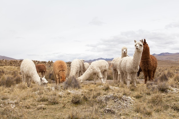 Lamas dans les Andes au Pérou