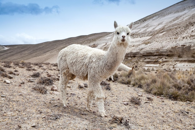 Lamas dans les Andes au Pérou