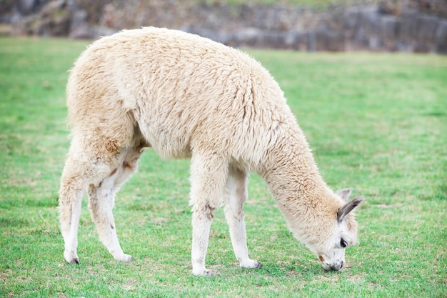 Lamas dans les Andes au Pérou