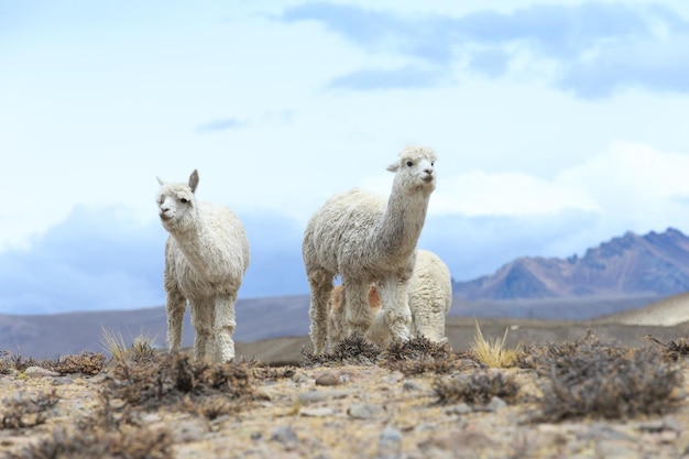 Lamas dans les Andes au Pérou