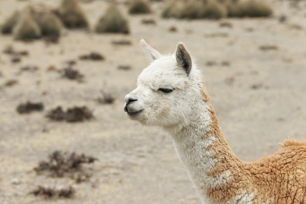 Lamas Dans Les Andes Au Pérou